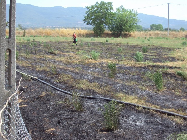 A fuoco campo ad Alberoro: anziana salvata da due agricoltori