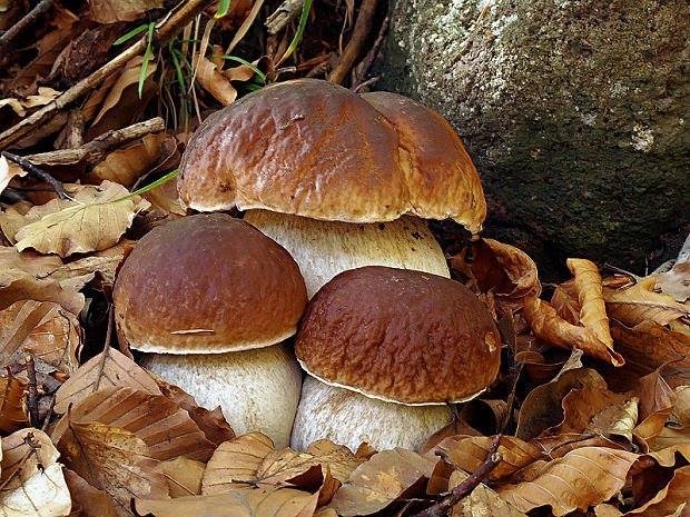 Mangiare funghi in sicurezza: le indicazioni dell'Ispettorato Micologico