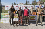 A Lucignano successo per la gara per cani da ferma e da cerca 