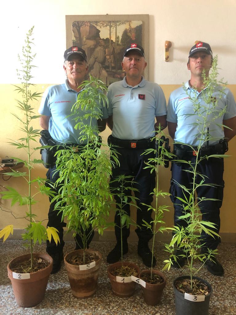 43enne coltivava marijuana, scoperto dalla Polizia Municipale